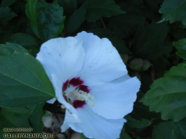 white flower close