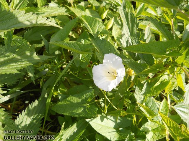 white flower 2