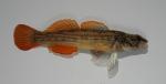 Etheostoma