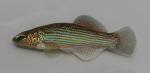 Fundulus