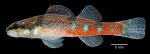 Etheostoma