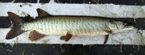 Muskellunge