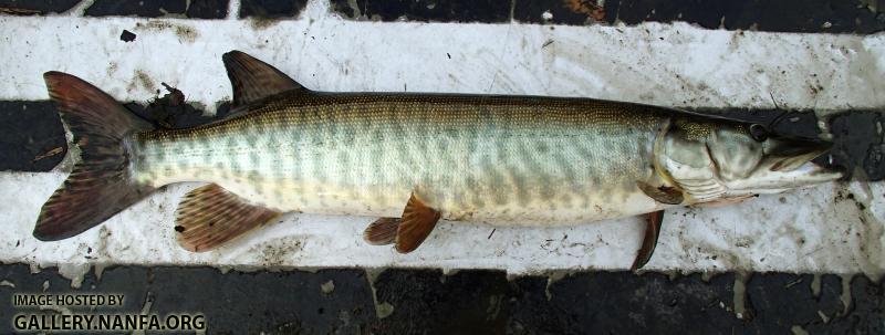 Muskellunge