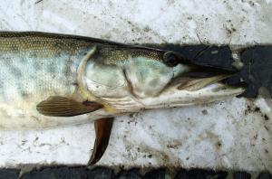 Muskellunge