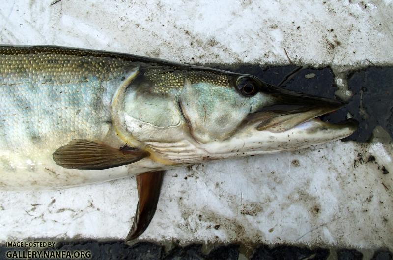 Muskellunge