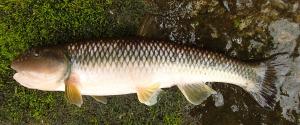 River Chub