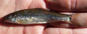 Great Lakes Spottail Shiner