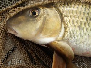 Ohio Lamprey