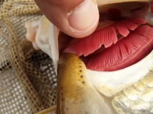 Ohio Lamprey