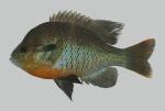 Lepomis Auritus small