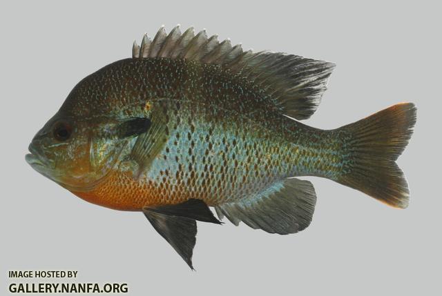 Lepomis Auritus small