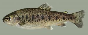 Rainbow Trout