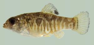 Sheepshead Minnow