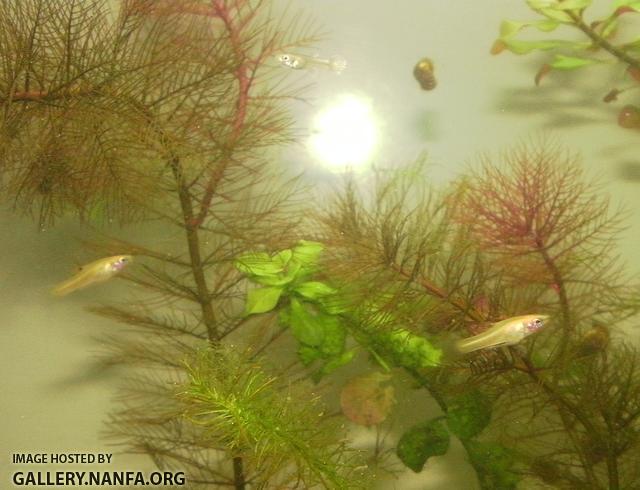 gold heterandria formosa and juvenile guppy