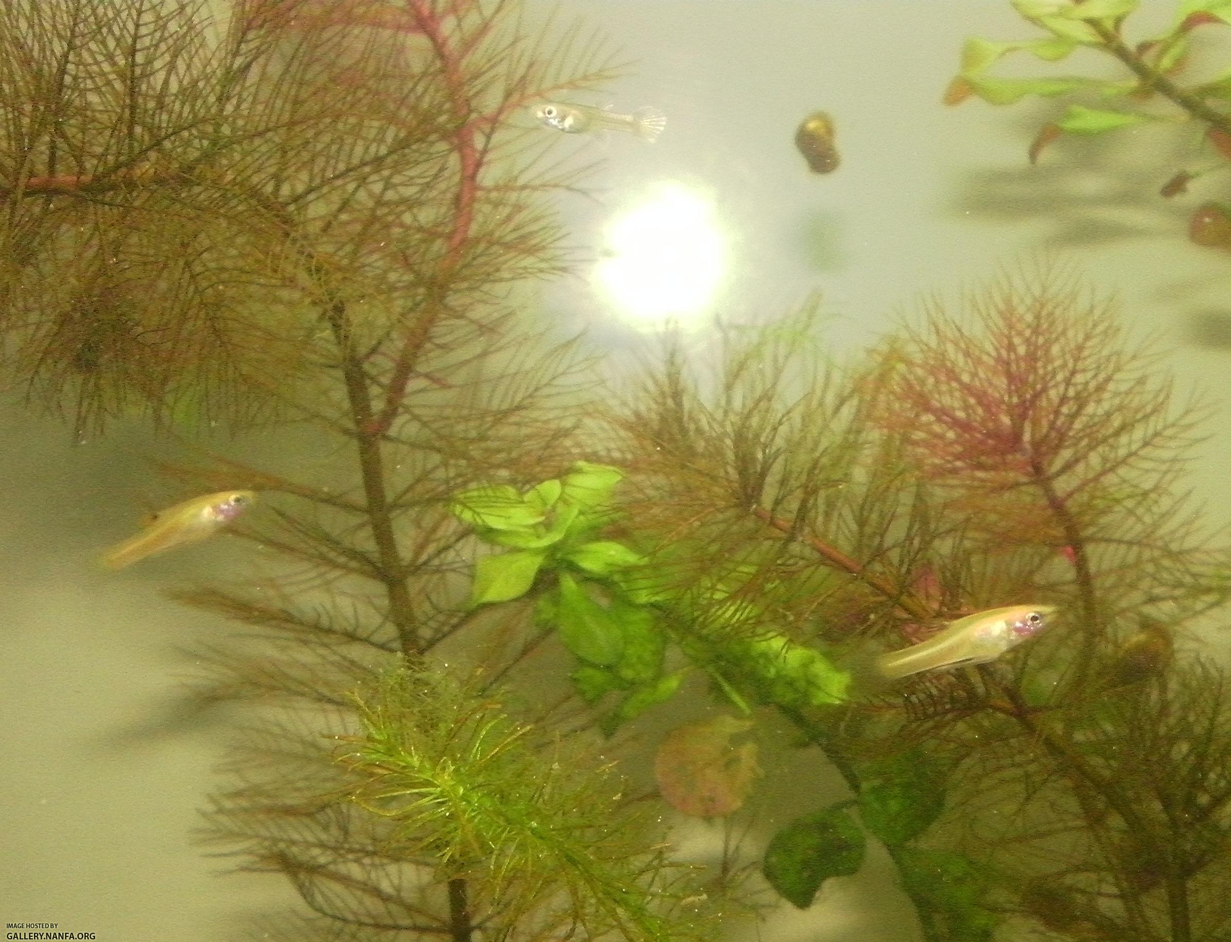 gold heterandria formosa and juvenile guppy