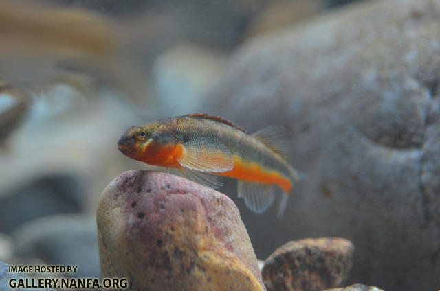 large male gilt darter