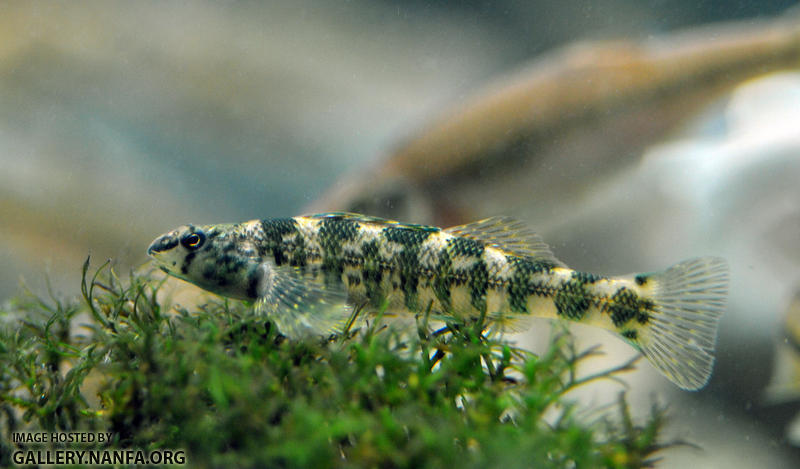 banded darter