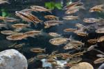 large school of dace