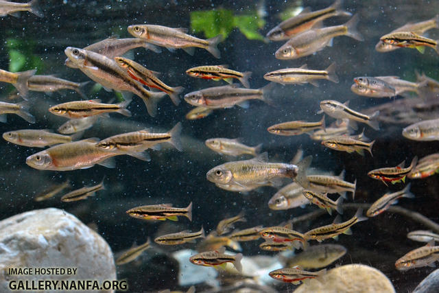 large school of dace