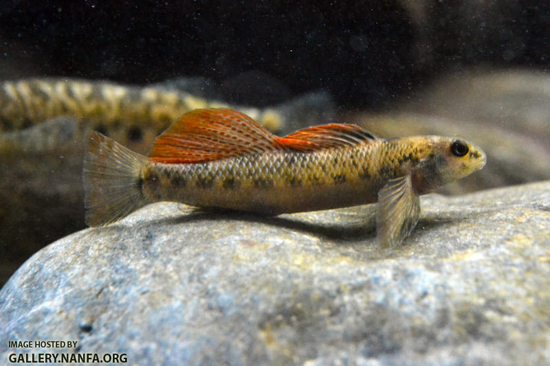 longfin side view fins half