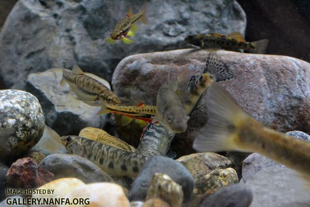 logperch flipping with dace watching