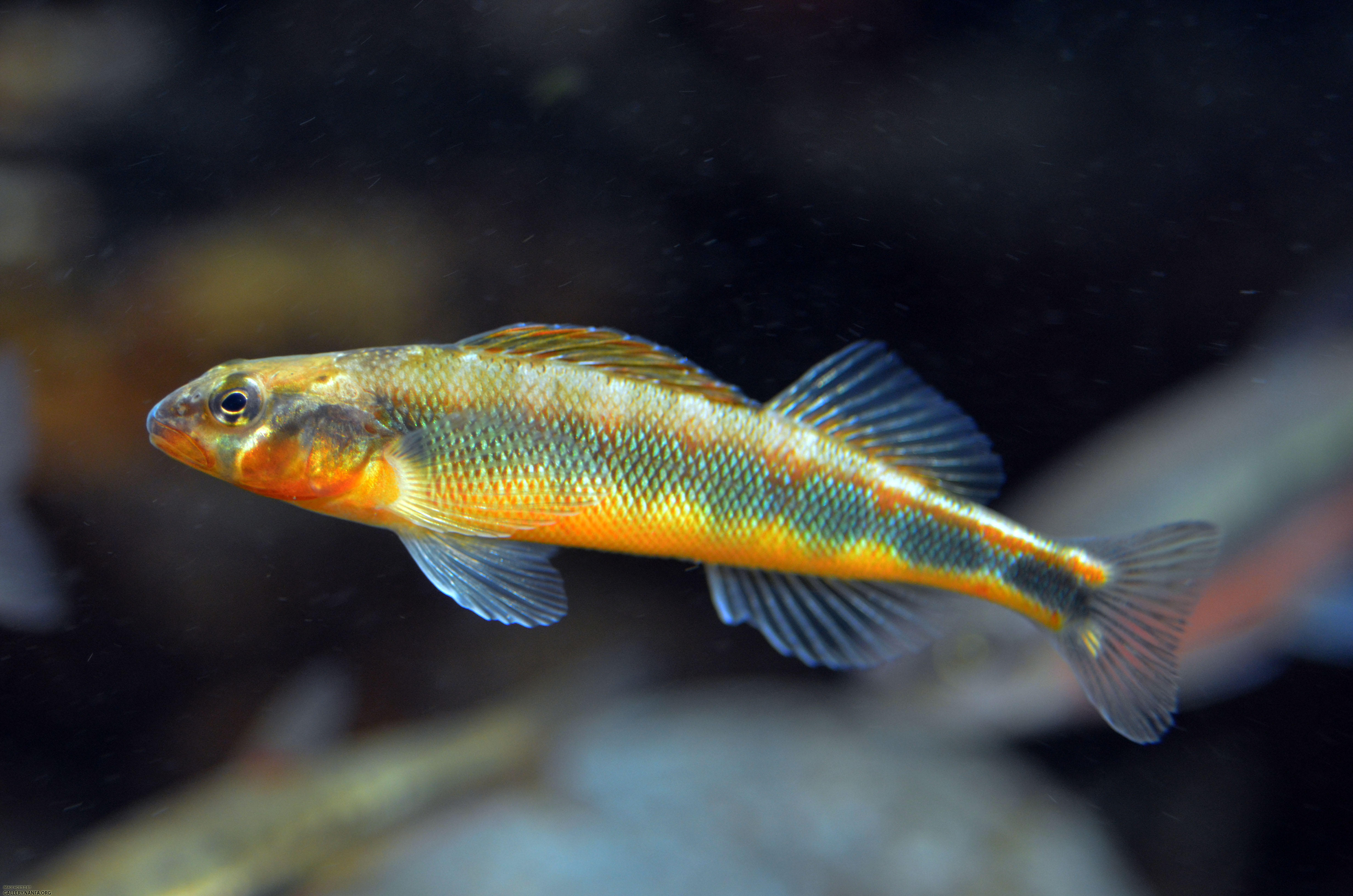 gilt darter3