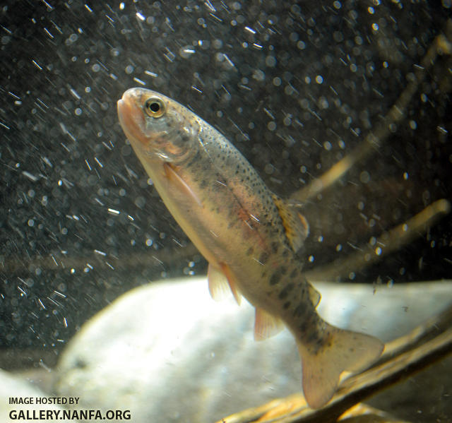 juv trout parr