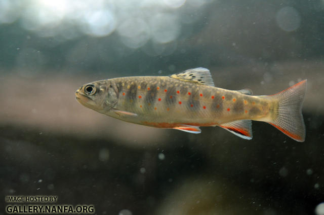 brook trout fingerling2