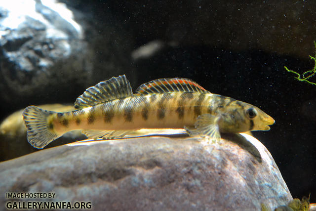 full male roanoke logperch