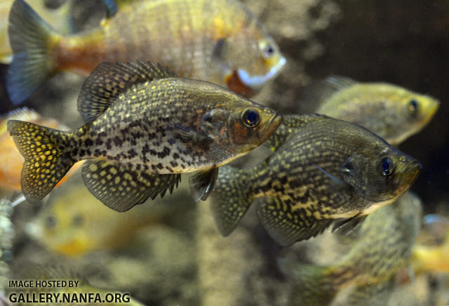 two crappie