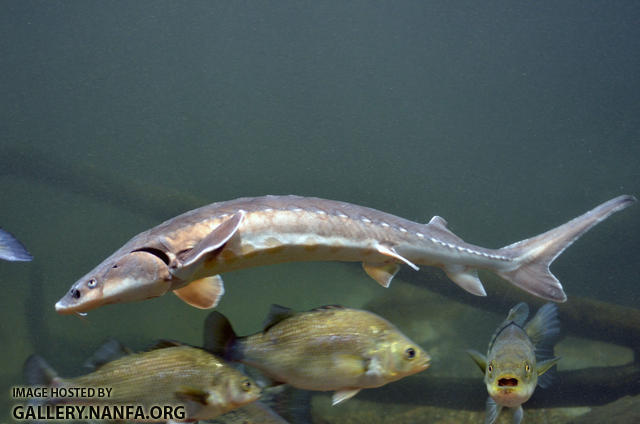 shortnose sturgeon