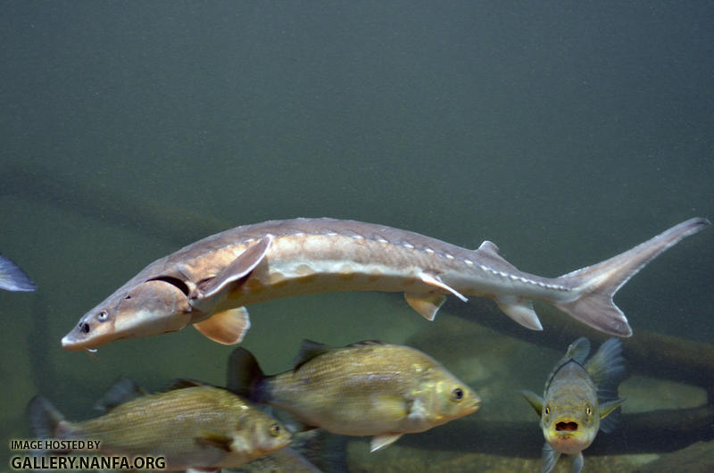 shortnose sturgeon