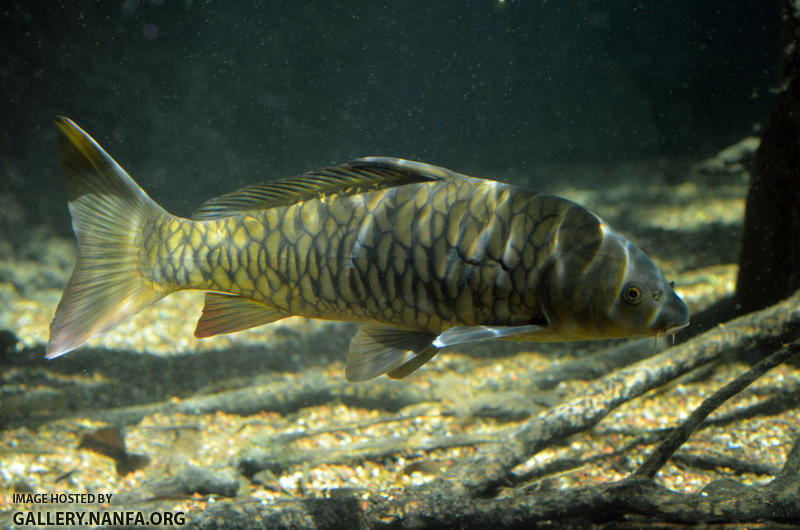 irregular carp 2