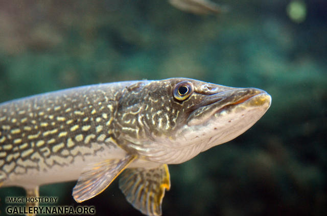 northern pike head shot