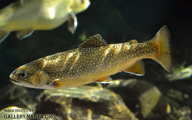 adult brook trout