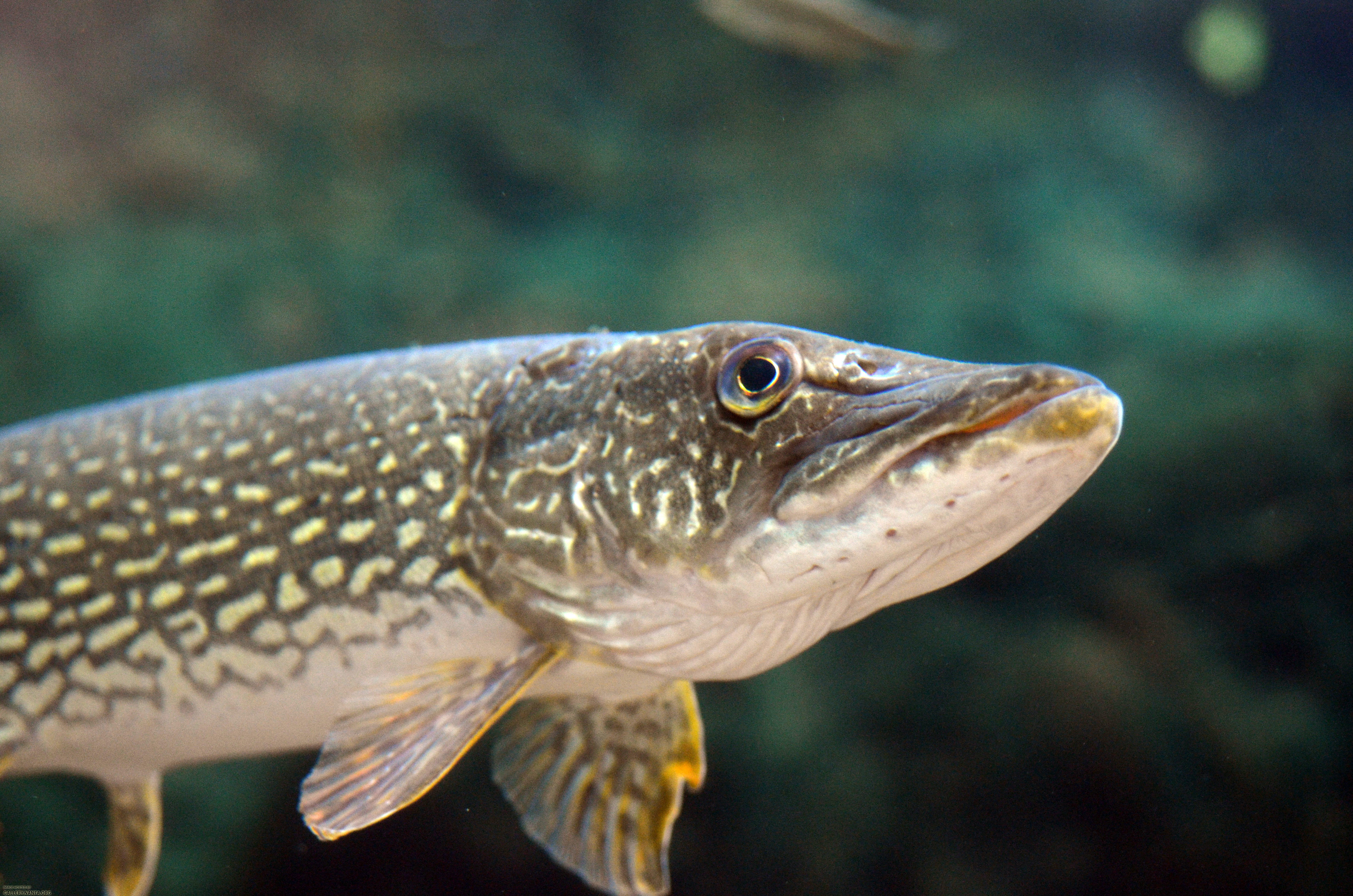 northern pike head shot