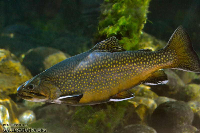 brook trout large male