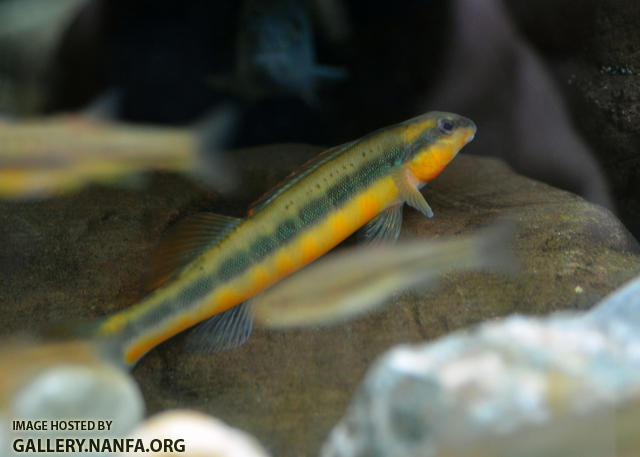 large male tangerine darter