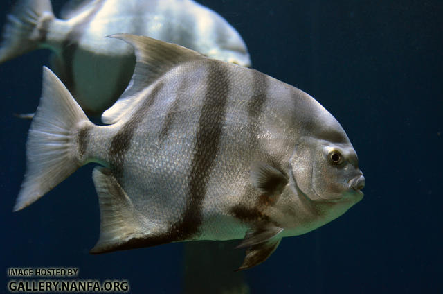 adult spadefish
