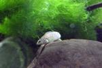 female redline darter with plants