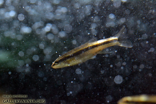 blacknose dace in shower of bubbles