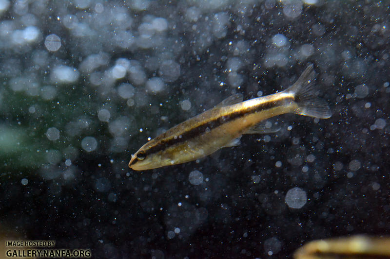blacknose dace in shower of bubbles