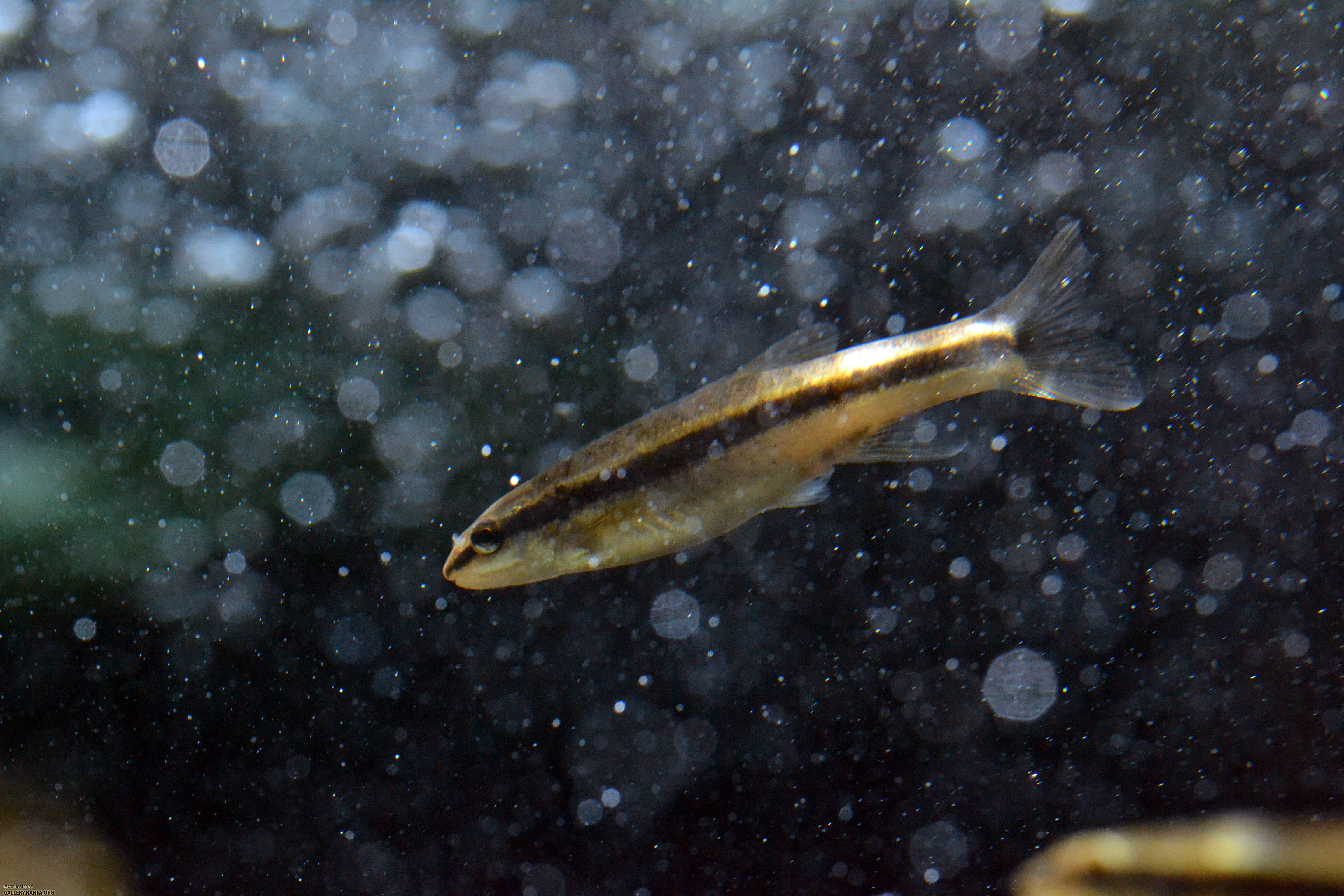 blacknose dace in shower of bubbles