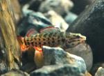 redline darter in sunlight