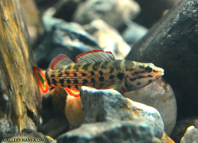 redline darter in sunlight