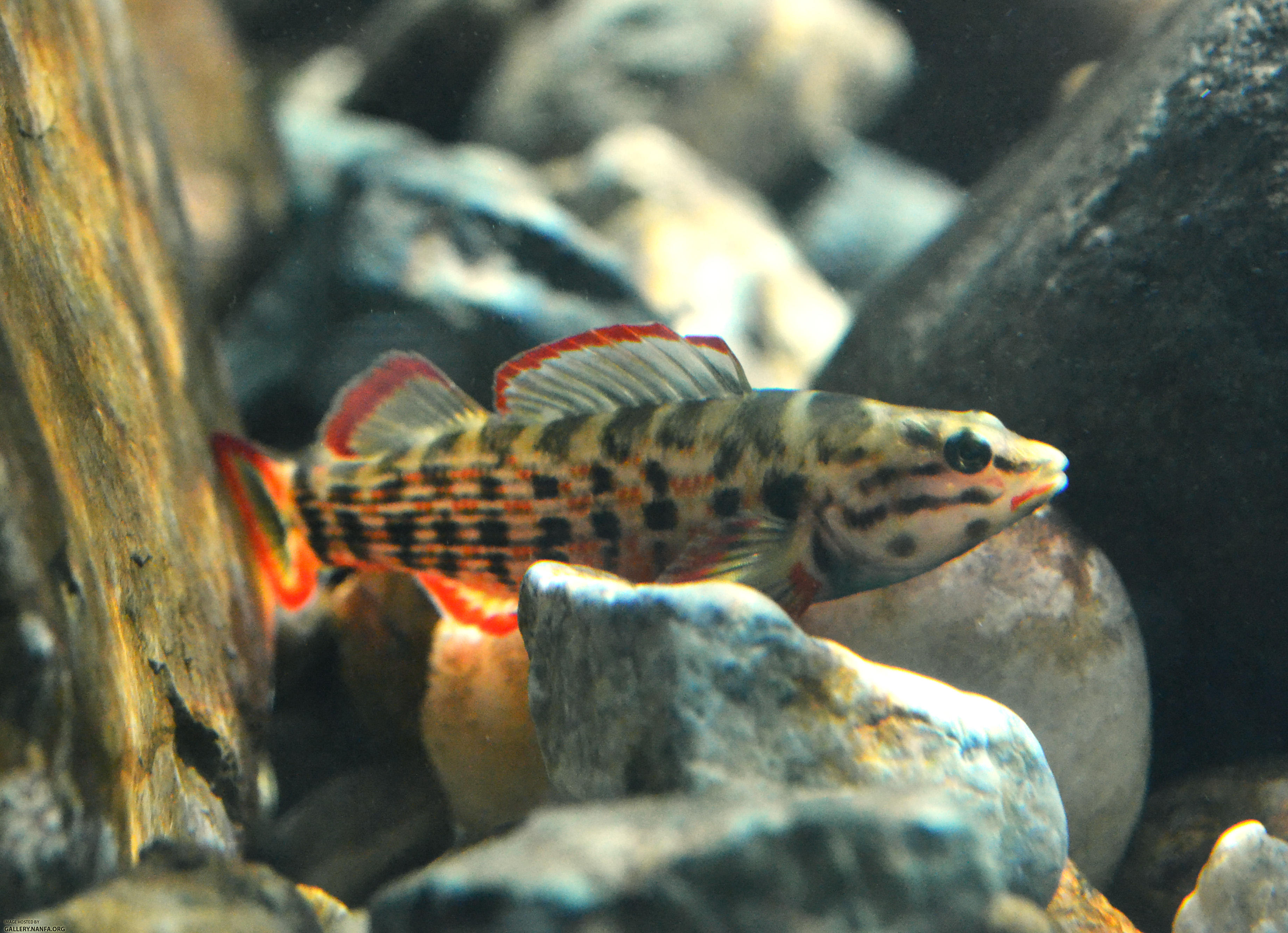 redline darter in sunlight