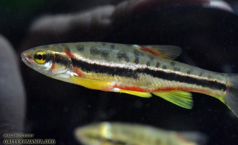 mountain redbelly dace very close side view