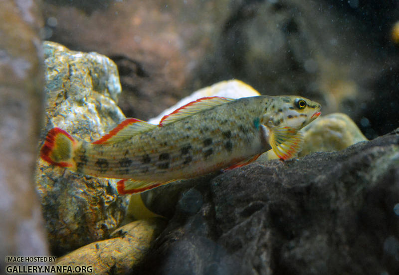 redline darter from side