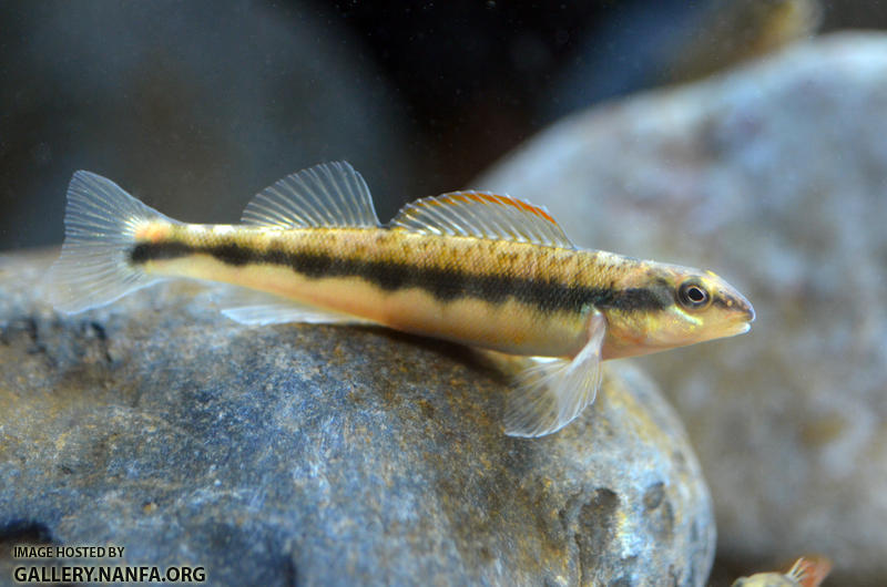 female tangerine darter on rock