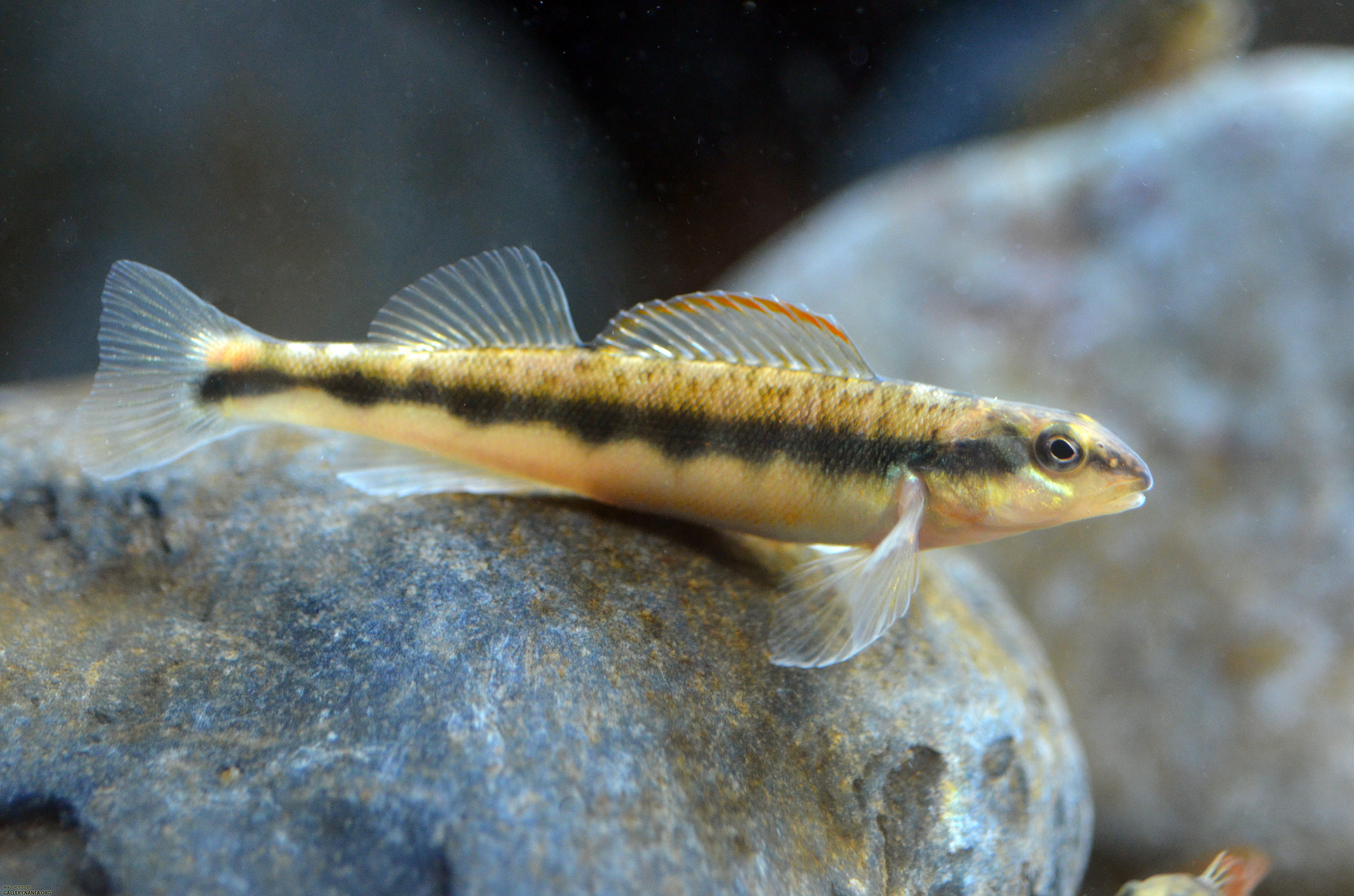 female tangerine darter on rock